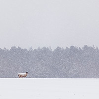 Buy canvas prints of Solitary Sheep in a Winter Blizzard by Bruce Little
