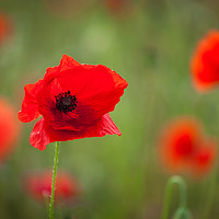 Buy canvas prints of Closeup of poppy field by Bruce Little