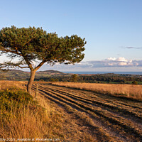 Buy canvas prints of Scots Pine on Woodbury Common, East Devon by Bruce Little