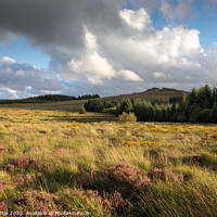 Buy canvas prints of Bellever view, Dartmoor by Bruce Little