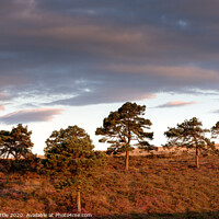 Buy canvas prints of Five Pines, Woodbury Common by Bruce Little