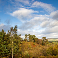 Buy canvas prints of East Devon common in autumn by Bruce Little