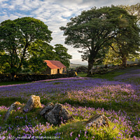 Buy canvas prints of Enchanting Bluebell Carpet at Emsworthy Barn by Bruce Little