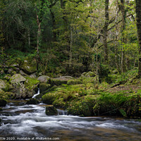 Buy canvas prints of Deep in the Dartmoor woods by Bruce Little