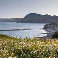 Buy canvas prints of Sidmouth summer wild flowers by Bruce Little