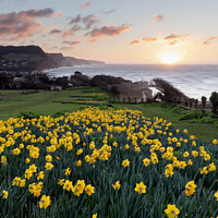 Buy canvas prints of Golden Sunrise in Sidmouth's Daffodil Fields by Bruce Little