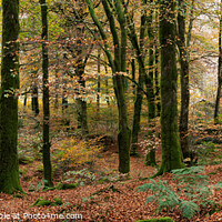 Buy canvas prints of Enchanting Dartmoor Fall Foliage by Bruce Little