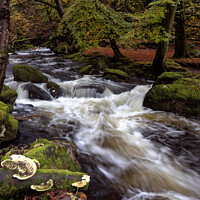 Buy canvas prints of White water in Burrator woods by Bruce Little