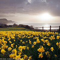 Buy canvas prints of Sidmouth Daffs by Bruce Little