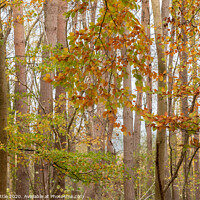 Buy canvas prints of Autumnal Tree Screen by Bruce Little