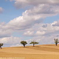 Buy canvas prints of Essex Tree Line by Bruce Little