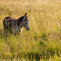 Buy canvas prints of That'll do Donkey by Bruce Little