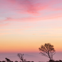 Buy canvas prints of Dawn pinks on Woodbury Common by Bruce Little