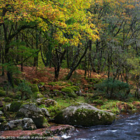 Buy canvas prints of Dartmoor woodland in autumn by Bruce Little