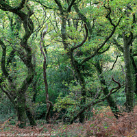 Buy canvas prints of Dramatic woods of Lustleigh by Bruce Little