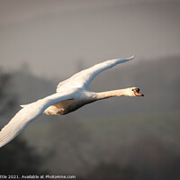 Buy canvas prints of Swan in Flight by Bruce Little