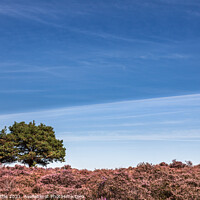 Buy canvas prints of Heathland Tree Abstract by Bruce Little