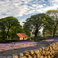 Buy canvas prints of Emsworthy Barn Bluebell Carpet by Bruce Little