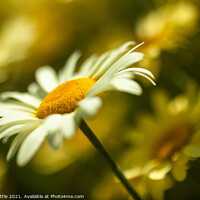 Buy canvas prints of Anthemis by Bruce Little