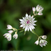 Buy canvas prints of Astrantia by Bruce Little