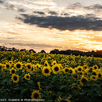 Buy canvas prints of Field of Sunflowers in the golden hour. by Joy Newbould