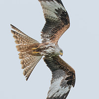 Buy canvas prints of Red Kite in flight.  by Joy Newbould