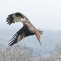 Buy canvas prints of Red Kite in Flight  by Joy Newbould