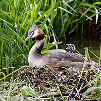 Buy canvas prints of Great Crested Grebe Chick  by Joy Newbould