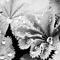 Buy canvas prints of Raindrops on Lady's Mantle by Joy Newbould
