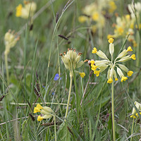 Buy canvas prints of Cowslips by Joy Newbould