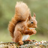 Buy canvas prints of Red Squirrel  by Joy Newbould