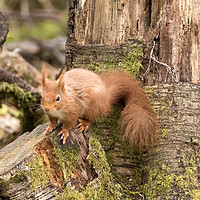 Buy canvas prints of Red Squirrel in Woodland  by Joy Newbould