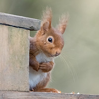Buy canvas prints of Inquisitive Red Squirrel by Joy Newbould