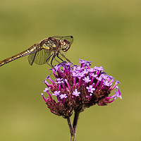 Buy canvas prints of Common Darter Dragonfly  by Joy Newbould