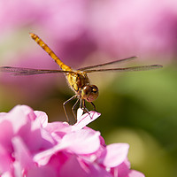 Buy canvas prints of Common Darter Dragonfly on Pink Hydrangea by Joy Newbould