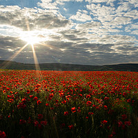 Buy canvas prints of Early Morning Sun over Field of Poppies by Joy Newbould