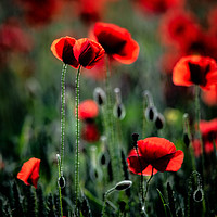 Buy canvas prints of Poppies - We Will Remember Them by Joy Newbould
