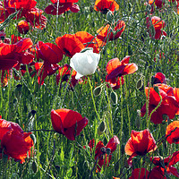 Buy canvas prints of Poppies 4 - Always Believe in Yourself..... by Joy Newbould