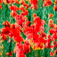 Buy canvas prints of Poppies - Digital Art  by Joy Newbould