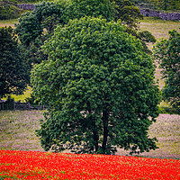 Buy canvas prints of Poppies 6 - Lone Tree amongst the Poppies by Joy Newbould