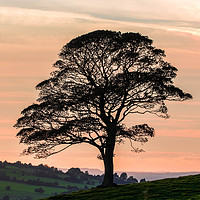 Buy canvas prints of Lone Tree Silhouette at Dusk by Joy Newbould