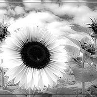 Buy canvas prints of Sunflower - Black & White  by Joy Newbould