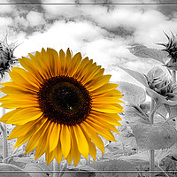 Buy canvas prints of Sunflower Field by Joy Newbould