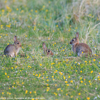 Buy canvas prints of Three Rabbits in a field of Wildflowers  by Joy Newbould