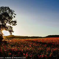 Buy canvas prints of Poppy Field at Sunrise by Joy Newbould