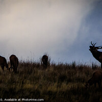 Buy canvas prints of Red Deer Stag and females by Joy Newbould