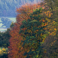 Buy canvas prints of Autumn Trees  by Joy Newbould