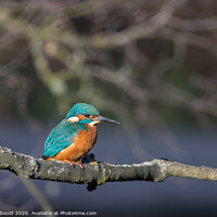 Buy canvas prints of Kingfisher in winter sunshine by Joy Newbould