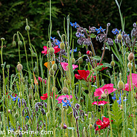 Buy canvas prints of Wild Flowers Panorama by Joy Newbould