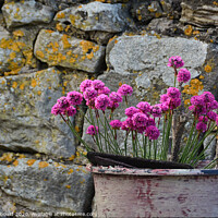 Buy canvas prints of Sea Pinks against a lichen covered wall.  by Joy Newbould